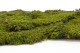 Preserved Rock Moss - Box - Green 7