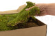 Preserved Rock Moss - Box - Green 8
