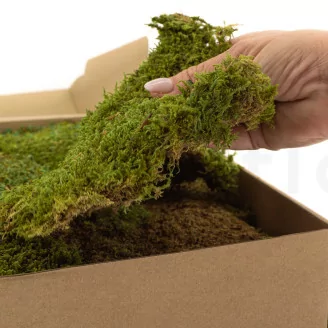 Preserved Rock Moss (Box)