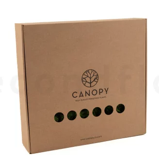 Preserved Fern Moss (Box)