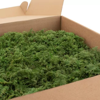 Preserved Fern Moss (Box)