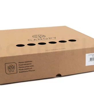 Preserved Fern Moss (Box)