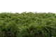 Preserved Fern Moss - Box - Green 3