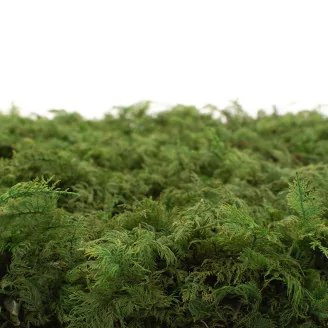 Preserved Fern Moss (Box)