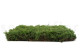 Preserved Fern Moss (Box) 4