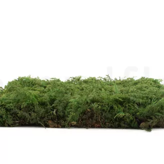 Preserved Fern Moss (Box)