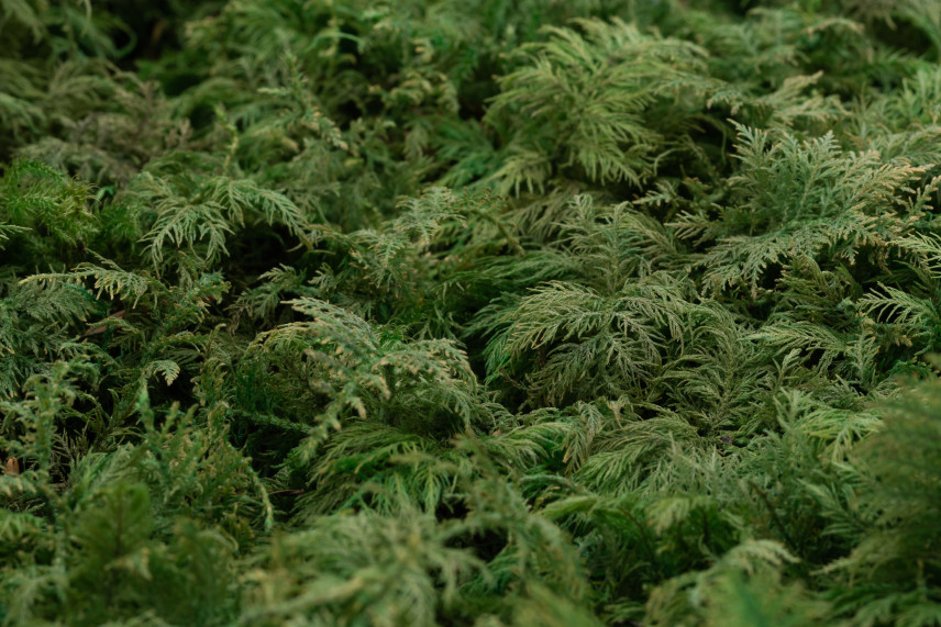 Preserved Fern Moss - Box - Green