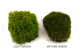 Preserved Mood Moss - Box - Nature Green 10