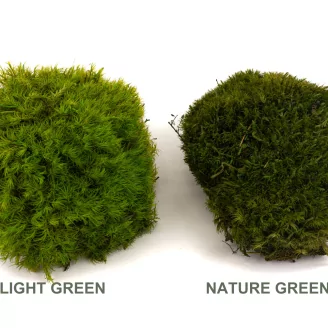 Preserved Mood Moss Nature Green (Box)