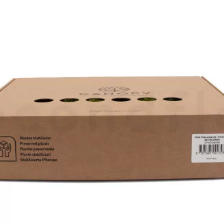 Preserved Mood Moss Nature Green (Box)