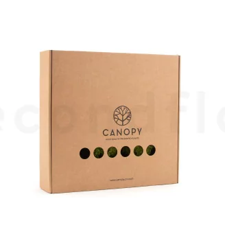 Preserved Mood Moss Nature Green (Box)