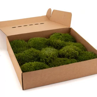 Preserved Mood Moss Nature Green (Box)