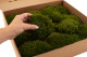 Preserved Mood Moss - Box - Nature Green 3