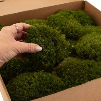 Preserved Mood Moss Nature Green (Box)