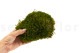 Preserved Mood Moss Nature Green (Box) 5