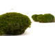 Preserved Mood Moss Nature Green (Box) 6