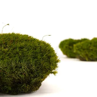 Preserved Mood Moss Nature Green (Box)