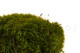 Preserved Mood Moss Nature Green (Box) 7