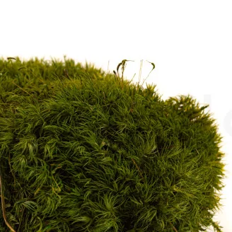 Preserved Mood Moss Nature Green (Box)