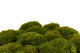 Preserved Mood Moss Nature Green (Box) 8