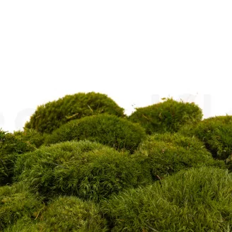 Preserved Mood Moss Nature Green (Box)