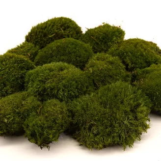 Preserved Mood Moss Nature Green (Box)