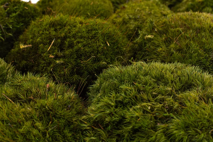 Preserved Mood Moss Nature Green (Box)