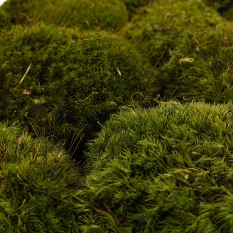 Preserved Mood Moss Nature Green (Box)