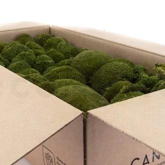 Preserved Pole Moss Nature Green (Bulk Box)