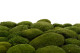 Preserved Pole Moss Nature Green (Bulk Box) 8