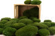 Preserved Pole Moss Nature Green (Bulk Box) 9