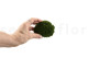 Preserved Pole Moss Nature Green (Bulk Box) 4
