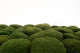 Preserved Pole Moss Nature Green (Bulk Box) 10
