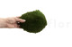 Preserved Pole Moss Nature Green (Bulk Box) 6