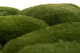 Preserved Pole Moss Nature Green (Bulk Box) 11