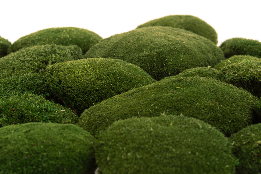 Preserved Pole Moss - Bulk Box - Nature Green