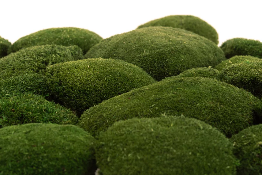Preserved Pole Moss Nature Green (Bulk Box)