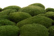 Preserved Pole Moss Nature Green (Bulk Box) 1
