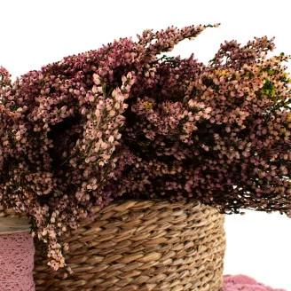 Preserved Heather Pink