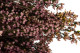 Preserved Heather - Bunch - Pink 2