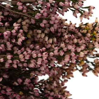Preserved Heather Pink