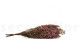 Preserved Heather - Bunch - Pink 9