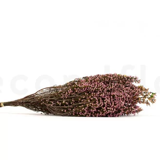 Preserved Heather Pink