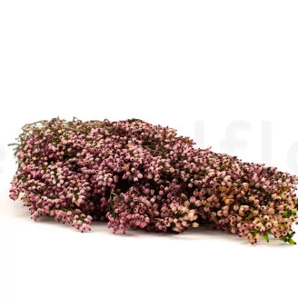 Preserved Heather Pink