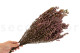 Preserved Heather - Bunch - Pink 5