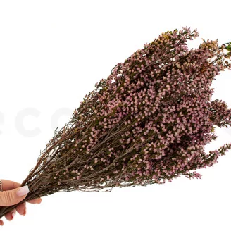 Preserved Heather Pink