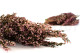 Preserved Heather - Bunch - Pink 7