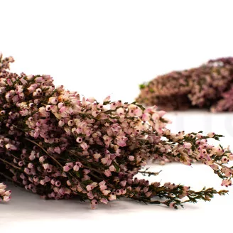 Preserved Heather Pink