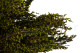 Preserved Heather Green 2