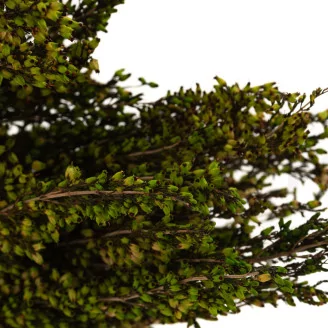 Preserved Heather Green